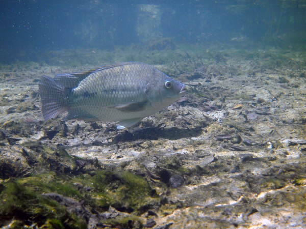 Dayo Scuba Center LLC, Orlando Florida www.dayo.com