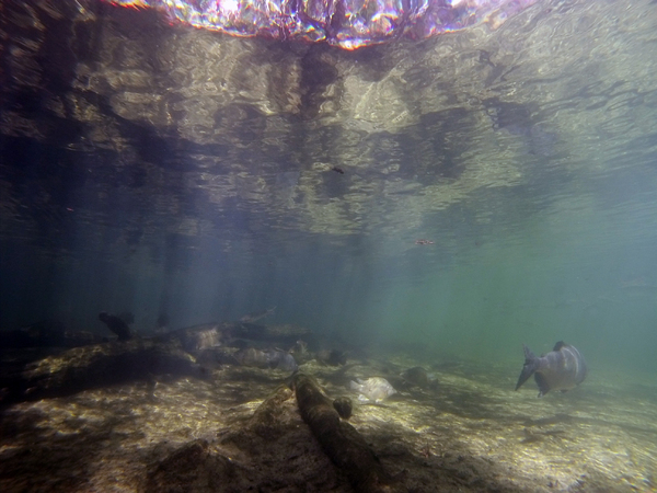 Dayo Scuba Center LLC, Orlando Florida www.dayo.com