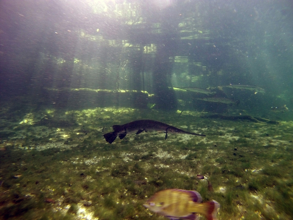 Dayo Scuba Center LLC, Orlando Florida www.dayo.com