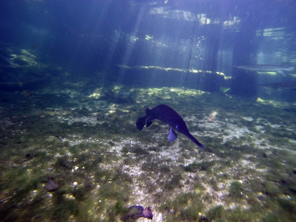 Dayo Scuba Center LLC, Orlando Florida www.dayo.com