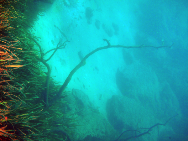Dayo Scuba Center LLC, Orlando Florida www.dayo.com