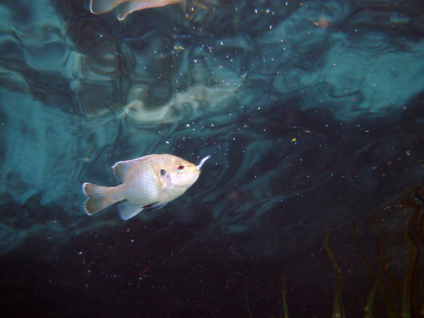 Dayo Scuba Center LLC, Orlando Florida www.dayo.com