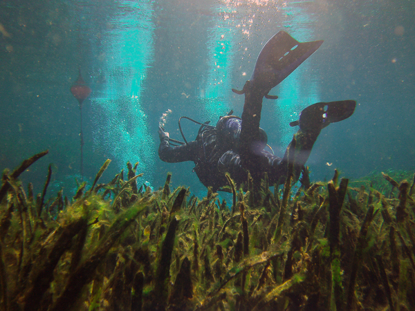 Dayo Scuba Center LLC, Orlando Florida www.dayo.com