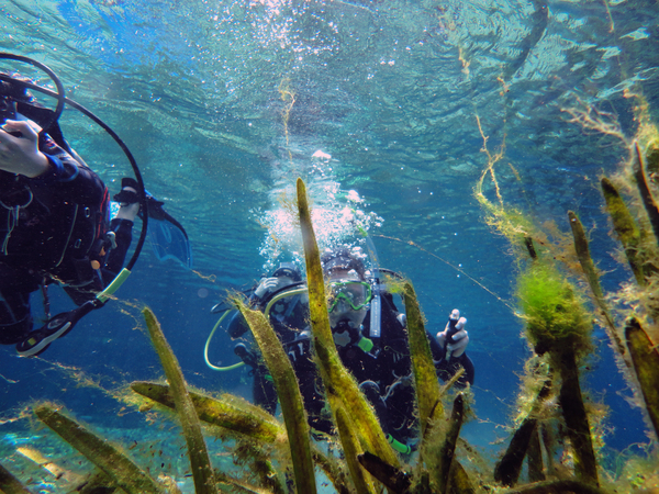 Dayo Scuba Center LLC, Orlando Florida www.dayo.com