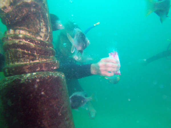 Dayo Scuba Center LLC, Orlando Florida www.dayo.com