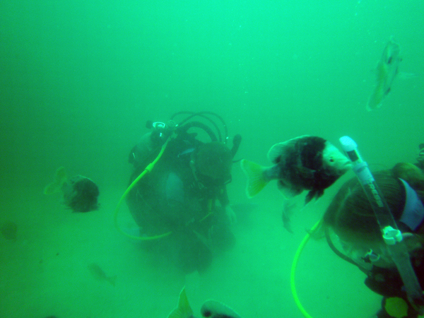 Dayo Scuba Center LLC, Orlando Florida www.dayo.com