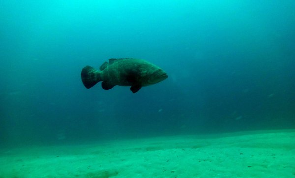 Dayo Scuba Center LLC, Orlando Florida www.dayo.com