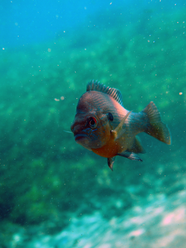 Dayo Scuba Center LLC, Orlando Florida www.dayo.com