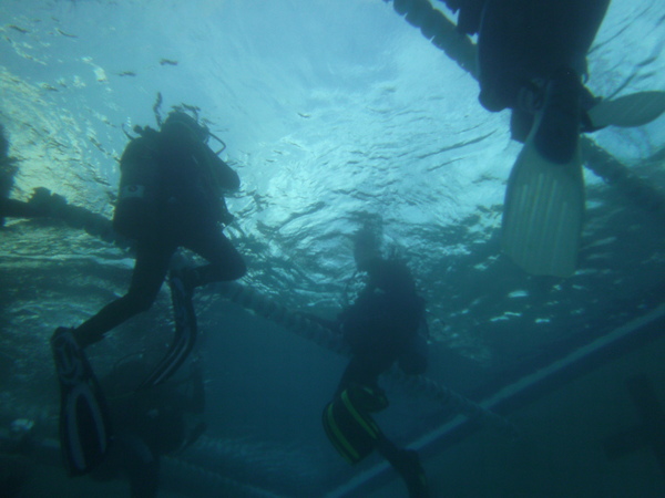 Dayo Scuba Center LLC, Orlando Florida www.dayo.com