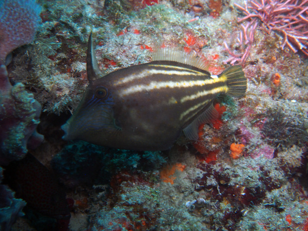 Dayo Scuba Center LLC, Orlando Florida www.dayo.com