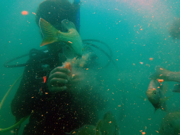Dayo Scuba Center LLC, Orlando Florida www.dayo.com