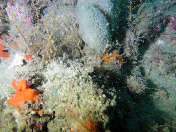 Dayo Scuba Center LLC, Orlando Florida www.dayo.com