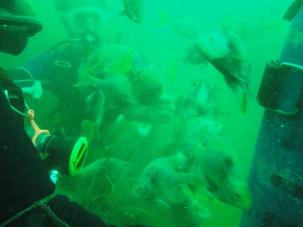Dayo Scuba Center LLC, Orlando Florida www.dayo.com