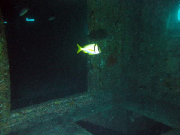 Dayo Scuba Center LLC, Orlando Florida www.dayo.com