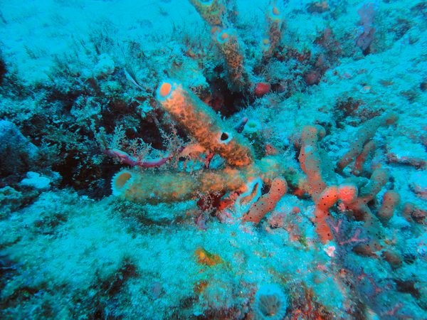 Dayo Scuba Center LLC, Orlando Florida www.dayo.com