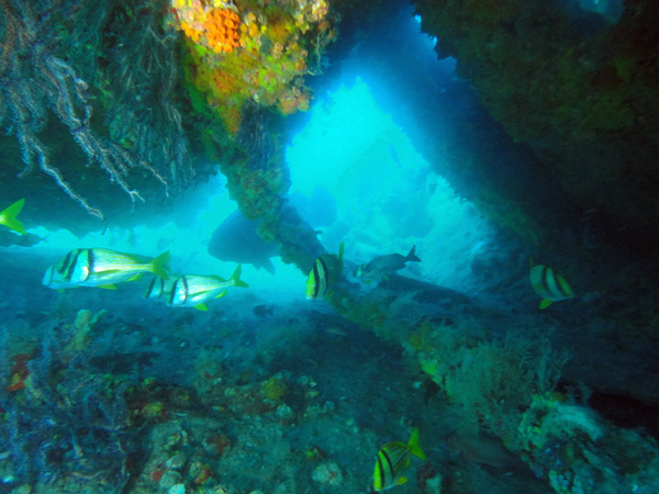 Dayo Scuba Center LLC, Orlando Florida www.dayo.com