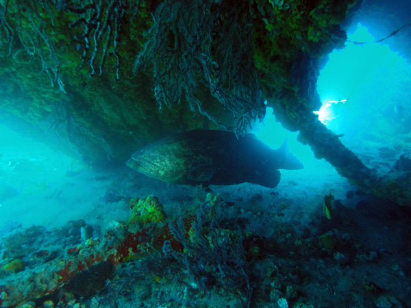 Dayo Scuba Center LLC, Orlando Florida www.dayo.com