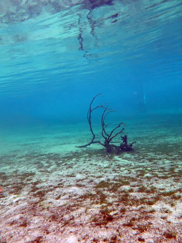 Dayo Scuba Center LLC, Orlando Florida www.dayo.com