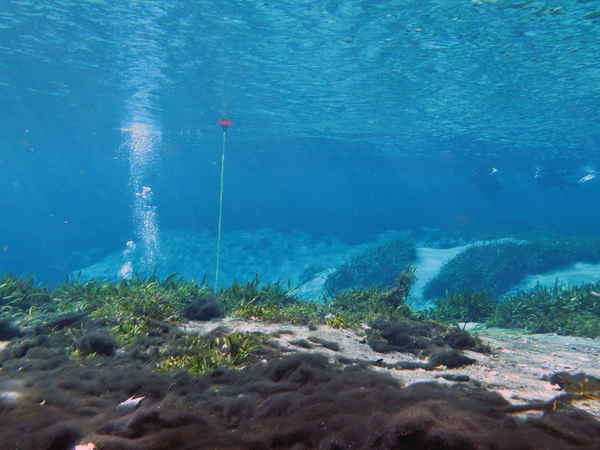 Dayo Scuba Center LLC, Orlando Florida www.dayo.com