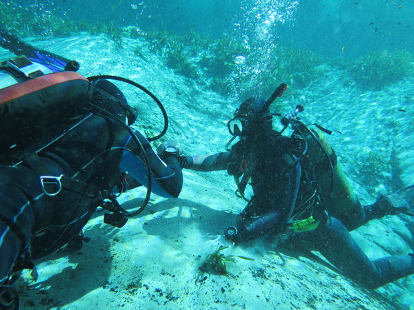 Dayo Scuba Center LLC, Orlando Florida www.dayo.com