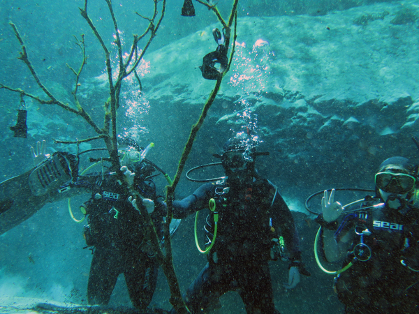 Dayo Scuba Center LLC, Orlando Florida www.dayo.com