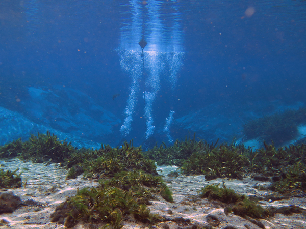 Dayo Scuba Center LLC, Orlando Florida www.dayo.com