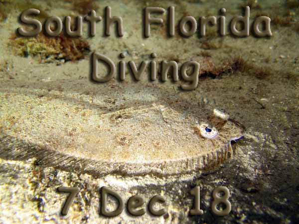 Dayo Scuba Center LLC, Orlando Florida www.dayo.com