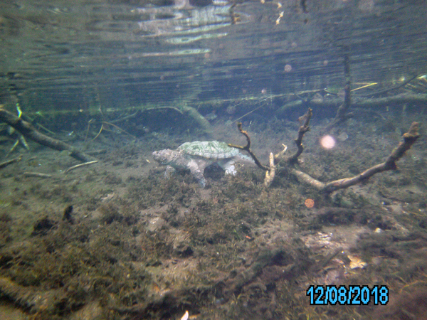 Dayo Scuba Center LLC, Orlando Florida www.dayo.com