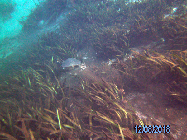 Dayo Scuba Center LLC, Orlando Florida www.dayo.com