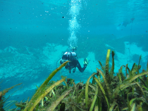 Dayo Scuba Center LLC, Orlando Florida www.dayo.com