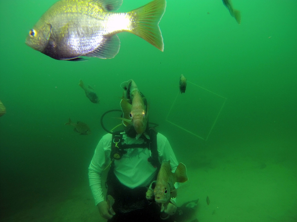 Dayo Scuba Center LLC, Orlando Florida www.dayo.com