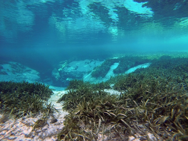 Dayo Scuba Center LLC, Orlando Florida www.dayo.com