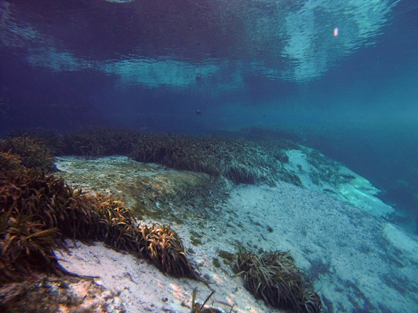 Dayo Scuba Center LLC, Orlando Florida www.dayo.com