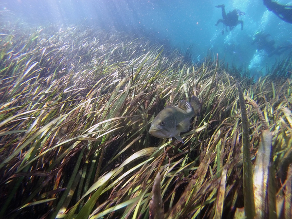 Dayo Scuba Center LLC, Orlando Florida www.dayo.com