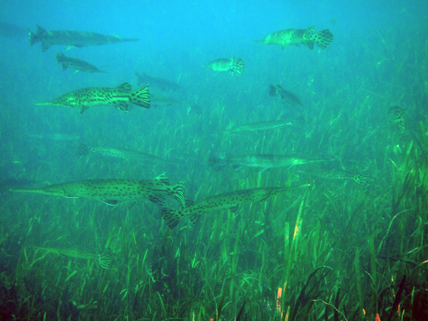 Dayo Scuba Center LLC, Orlando Florida www.dayo.com