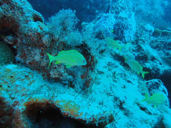 Dayo Scuba Center LLC, Orlando Florida www.dayo.com
