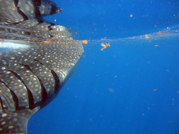Dayo Scuba Center LLC, Orlando Florida www.dayo.com