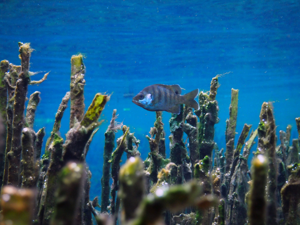 Dayo Scuba Center LLC, Orlando Florida www.dayo.com