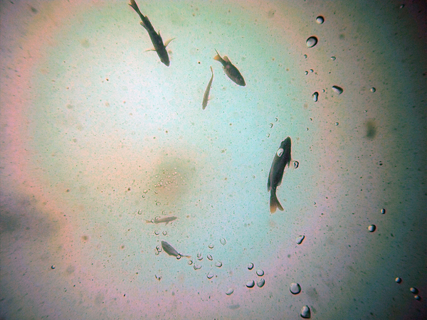 Dayo Scuba Center LLC, Orlando Florida www.dayo.com