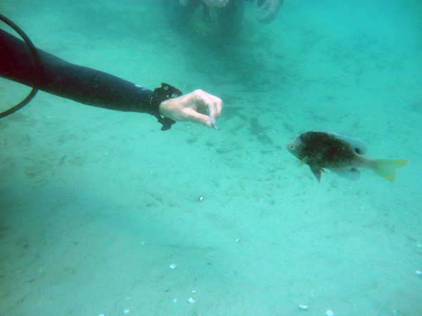 Dayo Scuba Center LLC, Orlando Florida www.dayo.com