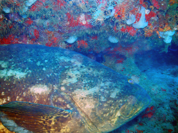 Dayo Scuba Center LLC, Orlando Florida www.dayo.com