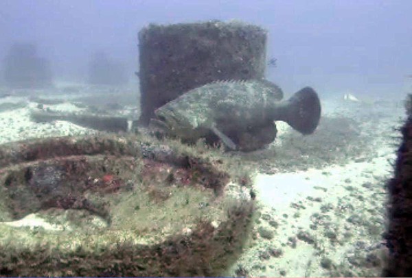 Dayo Scuba Center LLC, Orlando Florida www.dayo.com
