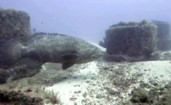 Dayo Scuba Center LLC, Orlando Florida www.dayo.com