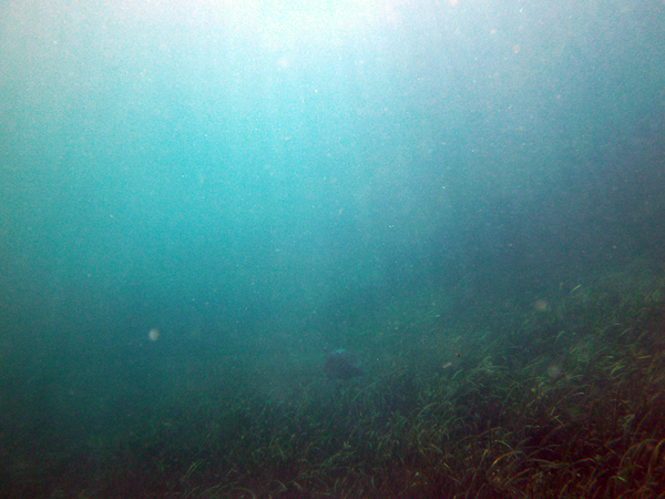 Dayo Scuba Center LLC, Orlando Florida www.dayo.com