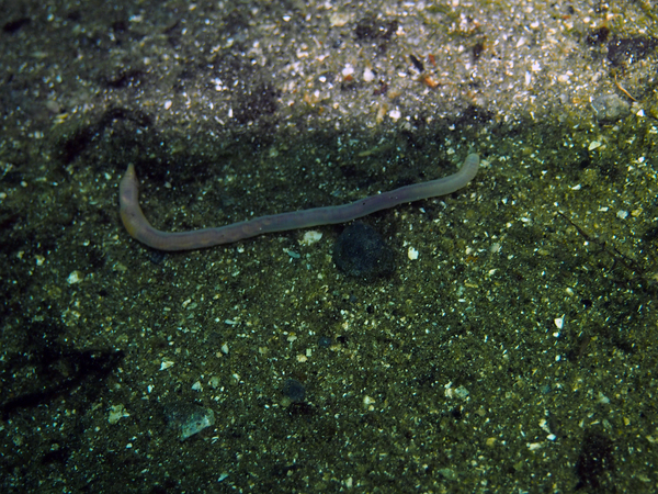 Dayo Scuba Center LLC, Orlando Florida www.dayo.com