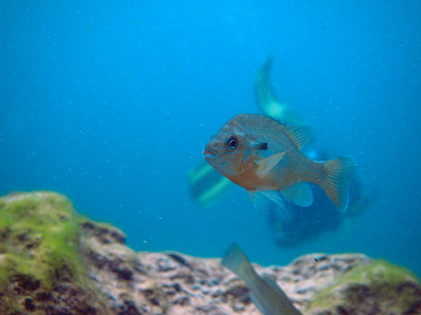 Dayo Scuba Center LLC, Orlando Florida www.dayo.com