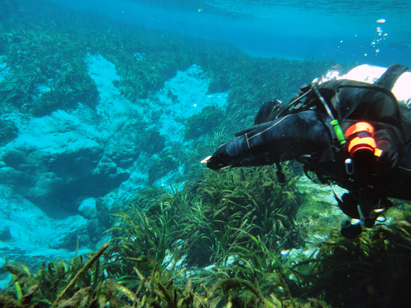Dayo Scuba Center LLC, Orlando Florida www.dayo.com