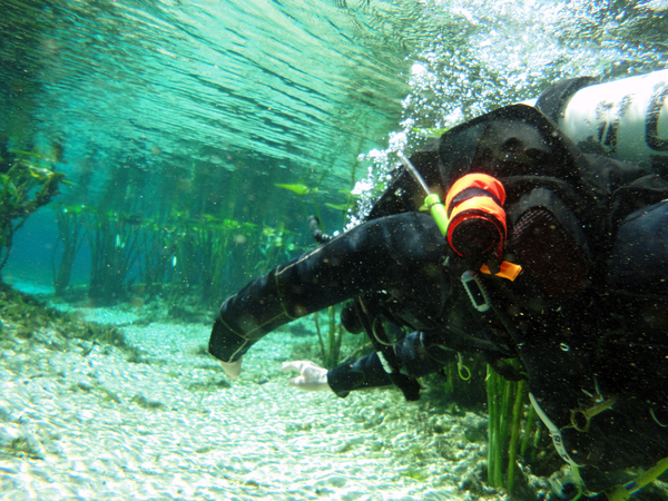 Dayo Scuba Center LLC, Orlando Florida www.dayo.com