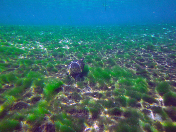 Dayo Scuba Center LLC, Orlando Florida www.dayo.com