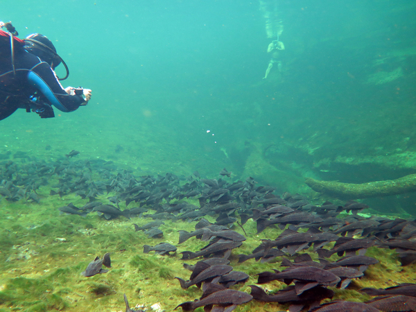 Dayo Scuba Center LLC, Orlando Florida www.dayo.com